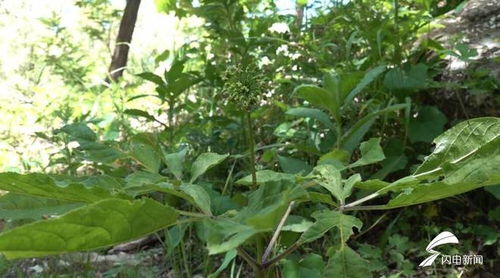 濰坊人參生態(tài)種植蓬勃發(fā)展，產品創(chuàng)新助力中醫(yī)藥產業(yè)升級