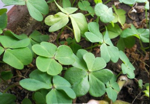 路邊盆栽藏玄機，西洋參根顯驚奇