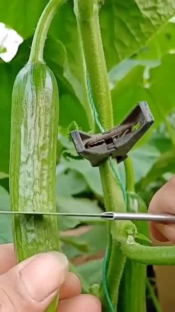 從人參果到黑參 看似高檔的養生食材，其實家庭養護很簡單