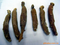 深耕沃土，匠心培育——探索人參種植的綠色未來