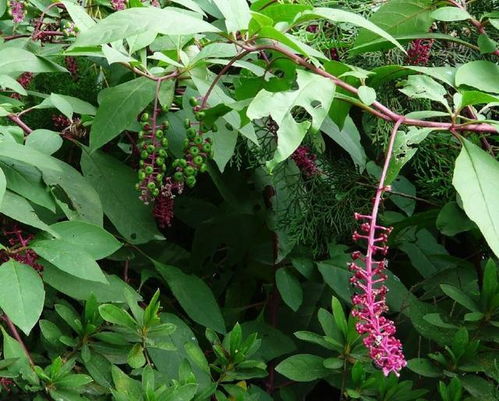 西洋參 從田間“入侵者”到養生“稀罕貨”的逆襲之路