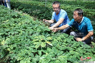 山東榮成西洋參產(chǎn)業(yè)發(fā)展迎來(lái)專家把脈 黑參產(chǎn)品成創(chuàng)新突破口